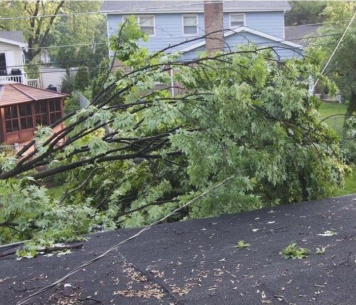 Fallen tree after a storm